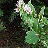Tricyrtis hirta 'Albomarginata'