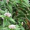Tricyrtis hirta 'Albomarginata'