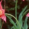 Tulipa 'Ballade', habit