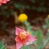 Tulipa 'Ballade', habit