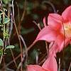 Tulipa 'Ballade', habit
