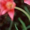 Tulipa 'Ballade'