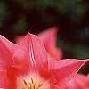 Tulipa 'Ballade'