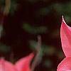 Tulipa 'Ballade'