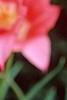 Tulipa 'Ballade'