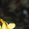 Tulipa clusiana, flowers