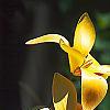 Tulipa clusiana, flowers