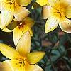 Tulipa clusiana, flowers