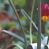 Tulipa humilis Violacea Group, yellow base