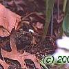Tulipa humilis Violacea Group, yellow base