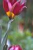 Tulipa humilis Violacea Group, yellow base