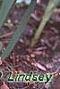 Tulipa humilis Violacea Group, yellow base