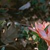 Tulipa kaufmanniana 'Ancilla'