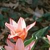 Tulipa kaufmanniana 'Ancilla'