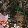 Tulipa kaufmanniana 'Ancilla'