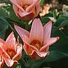 Tulipa kaufmanniana 'Ancilla'