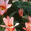 Tulipa kaufmanniana 'Ancilla'