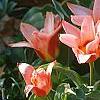 Tulipa kaufmanniana 'Ancilla'