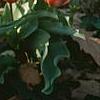 Tulipa kaufmanniana 'Ancilla'