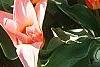 Tulipa kaufmanniana 'Ancilla'