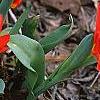 Tulipa kaufmanniana 'Scarlet Baby', habit
