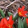 Tulipa kaufmanniana 'Scarlet Baby', habit