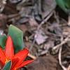 Tulipa kaufmanniana 'Scarlet Baby', habit