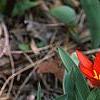 Tulipa kaufmanniana 'Scarlet Baby', habit