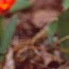 Tulipa kaufmanniana 'Scarlet Baby'