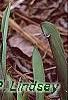 Tulipa kaufmanniana 'Scarlet Baby'