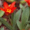 Tulipa kaufmanniana 'Scarlet Baby'
