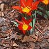 Tulipa kaufmanniana 'Scarlet Baby', habit
