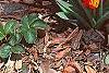 Tulipa kaufmanniana 'Scarlet Baby', habit