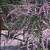 Buddleia alternifolia