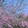 Buddleia alternifolia