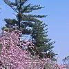 Buddleia alternifolia