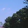 Buddleia alternifolia
