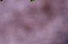 Buddleia alternifolia