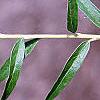 Buddleia alternifolia