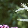 Buddleia davidii, flowers