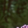 Buddleia davidii, flowers
