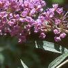 Buddleia davidii, flowers