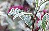 Buddleia davidii