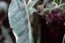 Buddleia davidii