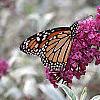 Buddleia davidii