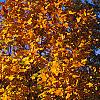 Liriodendron tulipifera, fall color
