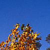 Liriodendron tulipifera, fall color