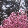 Magnolia 'Ann', habit