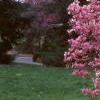 Magnolia 'Ann', habit