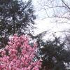 Magnolia 'Ann', habit